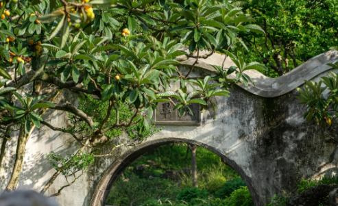 Pipa Garden (Loquat Garden)